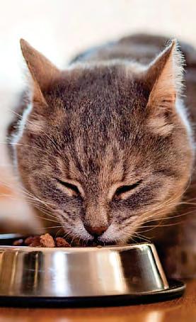 Cat's thyroid is overactive