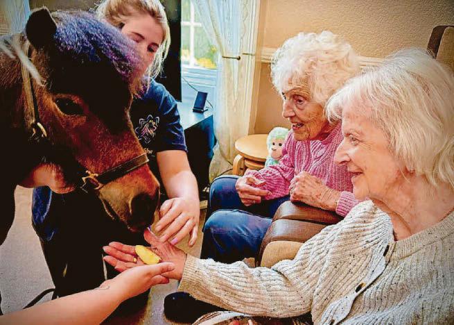 Ponies pop in to bring cheer to care home residents