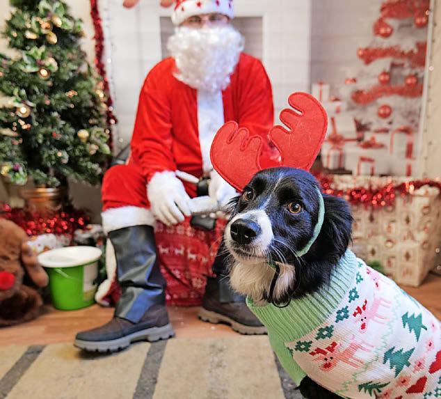 Chance for furry friends to meet 'Santa Paws' in his Christmas grotto