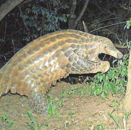 Zoo in a bid to save endangered giant pangolin