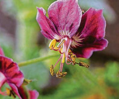 GERANIUM MANIA