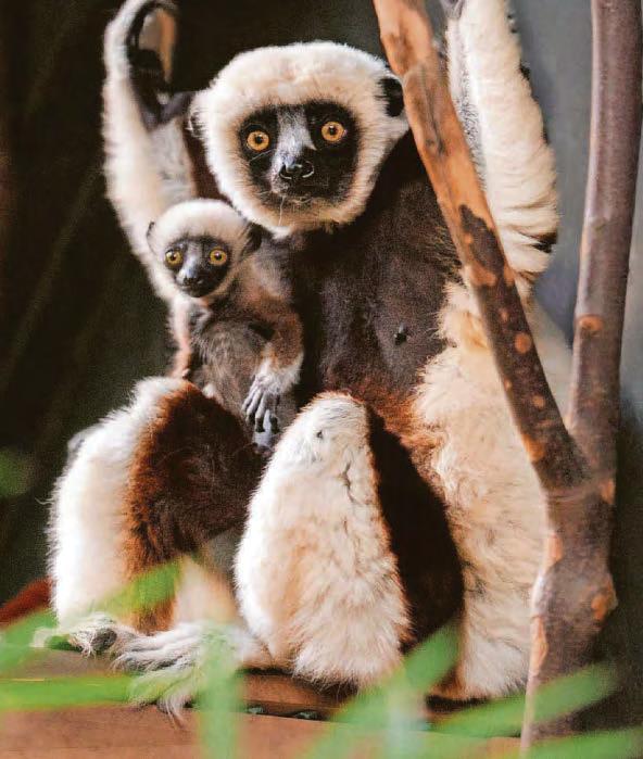 Madagascan delegates celebrate 20 years of collaboration at zoo