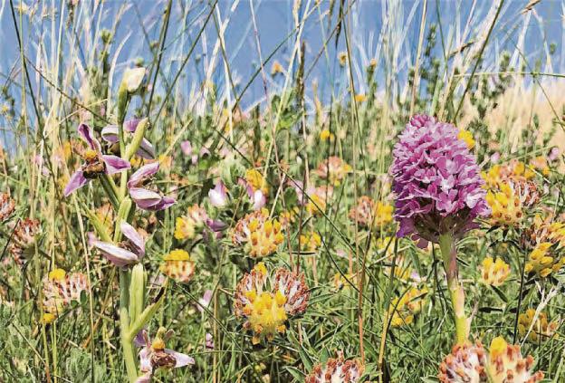 Dune staple wildflowers bringing the dazzle again