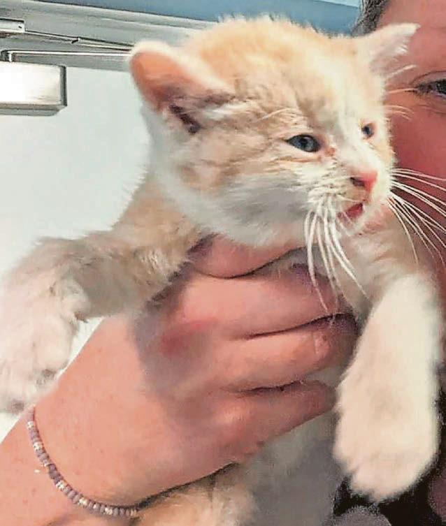 Tiny kitten saved within a whisker of its life from a building site