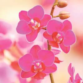 Orchids bring joy to winter