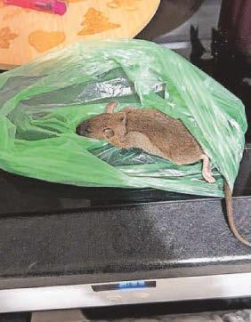 Mum begs for help to tackle rat infestation