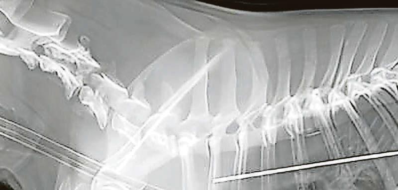 A brush with death as pup eats comb