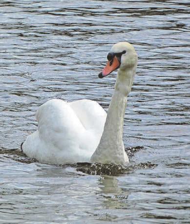 Bird flu outbreak at popular beauty spot