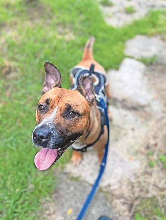 Dog left for dead still looking for new home