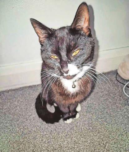 Family devastated after cat is poisoned