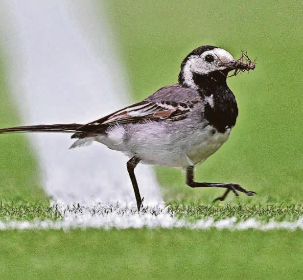 Unmasking of my car park singer