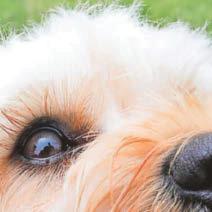 Dog's skin cancer fear