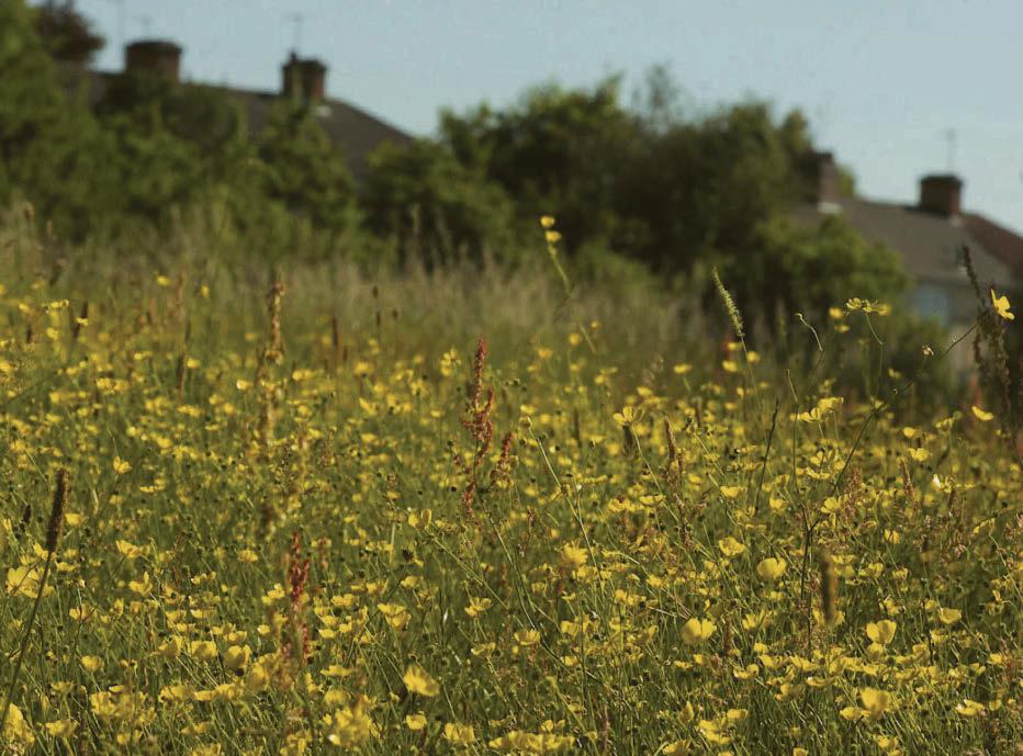 Why the planning system matters for nature