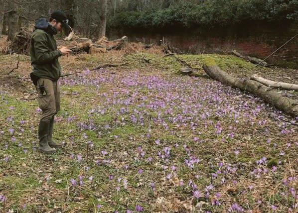 Guardians' bid to save the Nottingham crocus