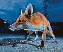 FROM DUSK TILL DAWN...