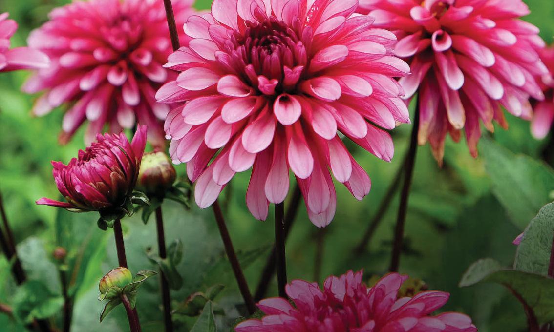 DAZZLING DAHLIAS