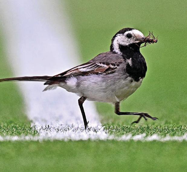 Unmasking of my car park singer