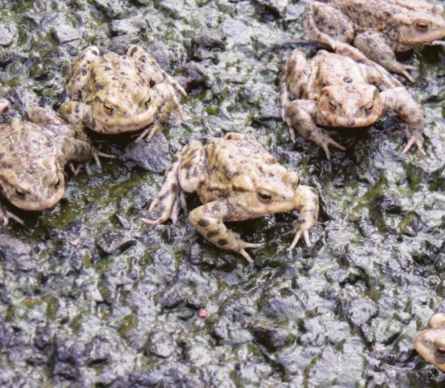 Have a positive effect on your local environment