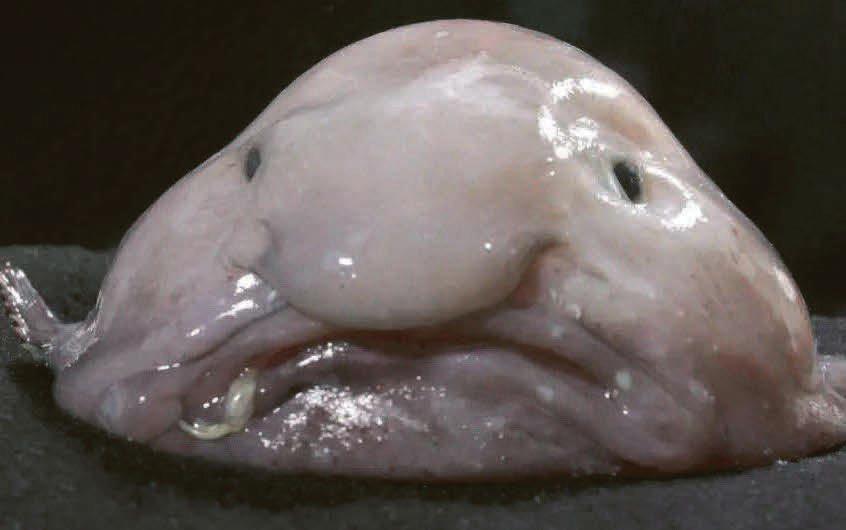 Here's to animals fed up of humans taking liberties