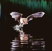 WHERE THE WILD THINGS ARE..