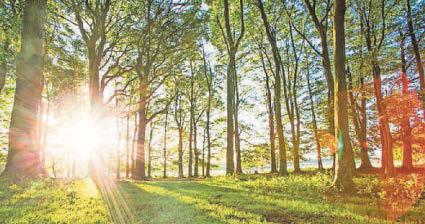 'Planning reforms put wildlife at risk'