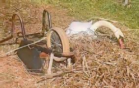 Woman is cautioned for allegedly removing swan's nest