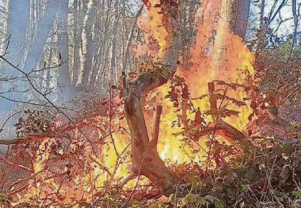 Call to parents as country park fire ‘likely due to arson’