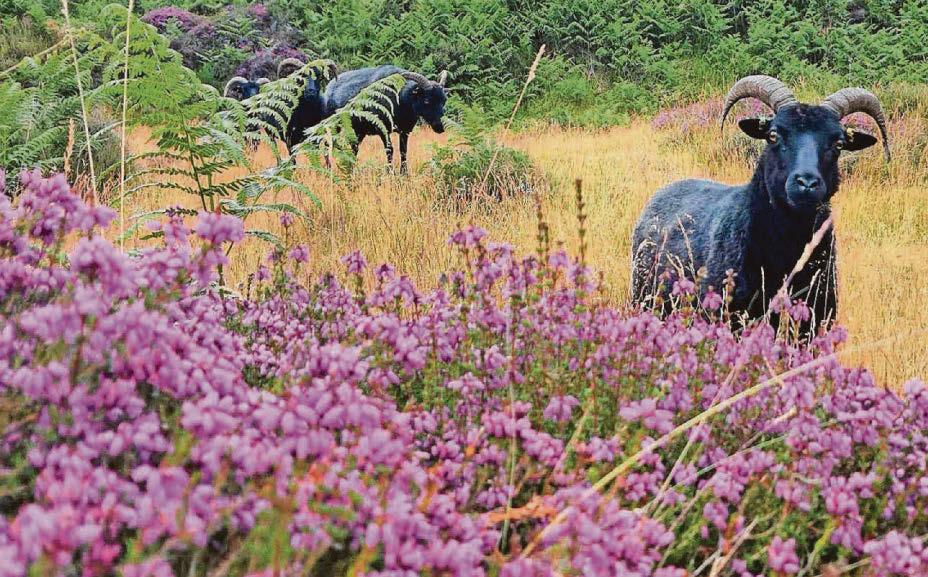 Fix the Planning Bill so nature doesn't pay the price