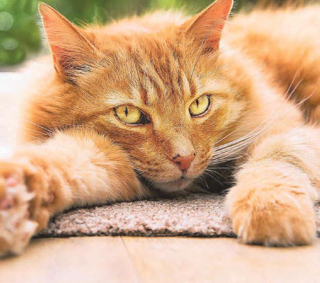 How can we spot cat flu?