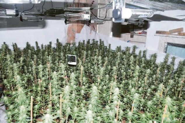 Drug farming pair likely to be deported after jail spell