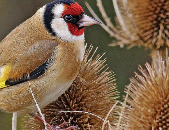 Flappy days are here again