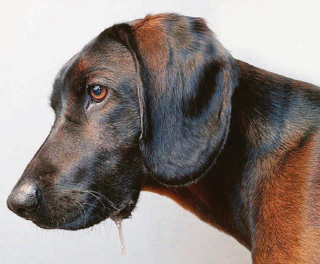 Drooling dog on high alert