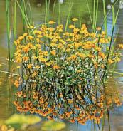 JOBS TO DO THIS WEEK