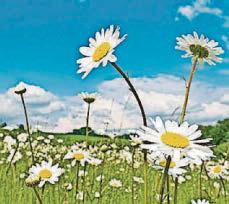 Say 'no' to a garden mow