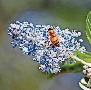 CALIFORNIA SCHEMING...