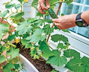 PAT'S THE WAY TO GROW YOUR OWN