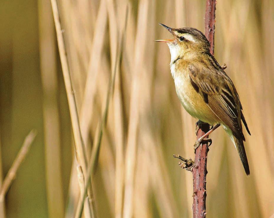 May's musical, magical, wildlife spectacle