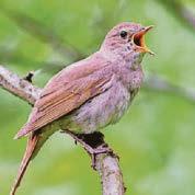 Symphony that's not to be missed