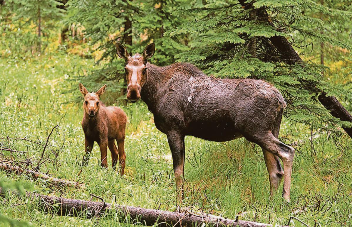Hopes European elk can help to restore lost wildlife habitats