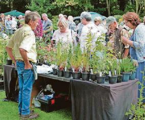 Plant treats in store for gardeners at Minster fair