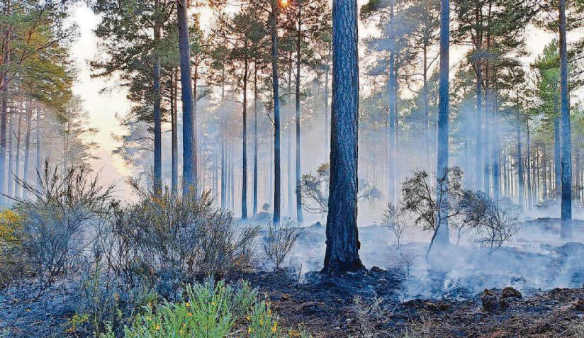 Forest wildfire goes to fourth day