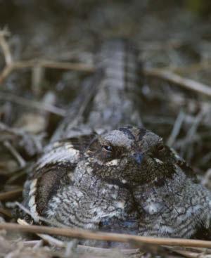 Broken promises to restore nature have let down millions