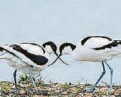 AVOCET RESET