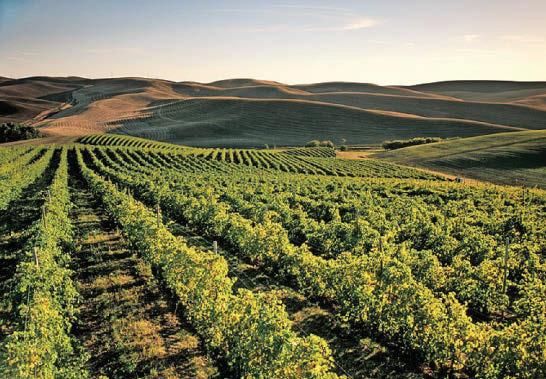 WINE MORE FOR THE ROAD