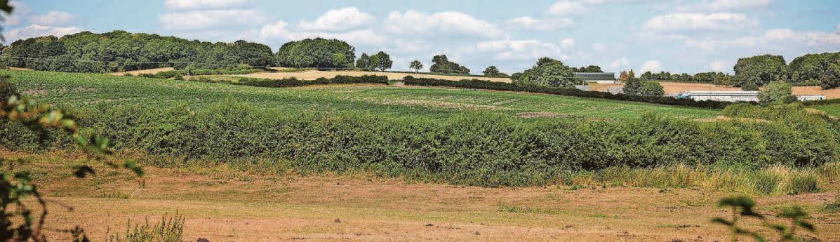 Fears of 'humongous' development on greenbelt land