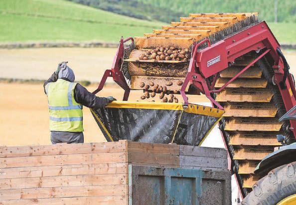 Tesco to sell potatoes grown in low-carbon technology trials