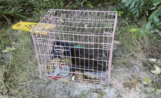 Four kittens found dead in crate died of starvation - RSPCA