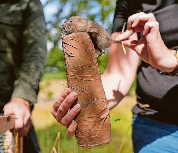Water voles reintroduced to six sites in southern England