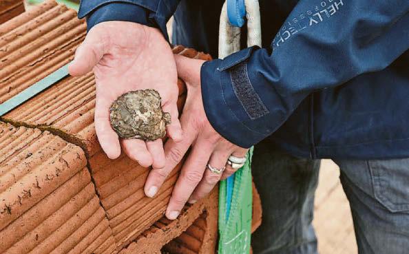 Pioneering oyster reef project aiming to boost biodiversity