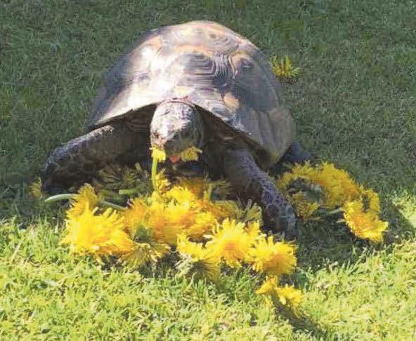 Police appeal after George the tortoise feared stolen